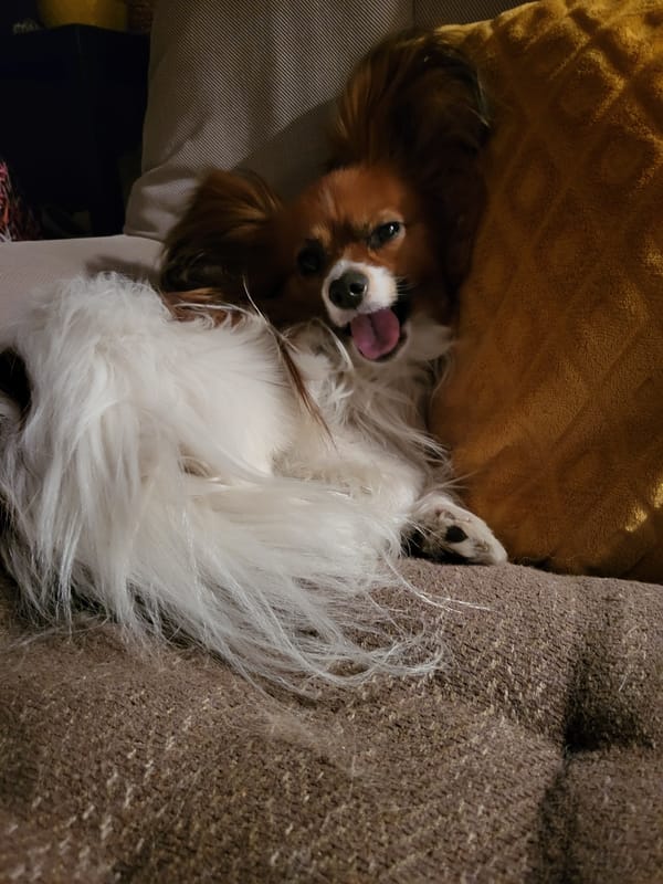 Papillon dog rests comfortably on couch in Budva home