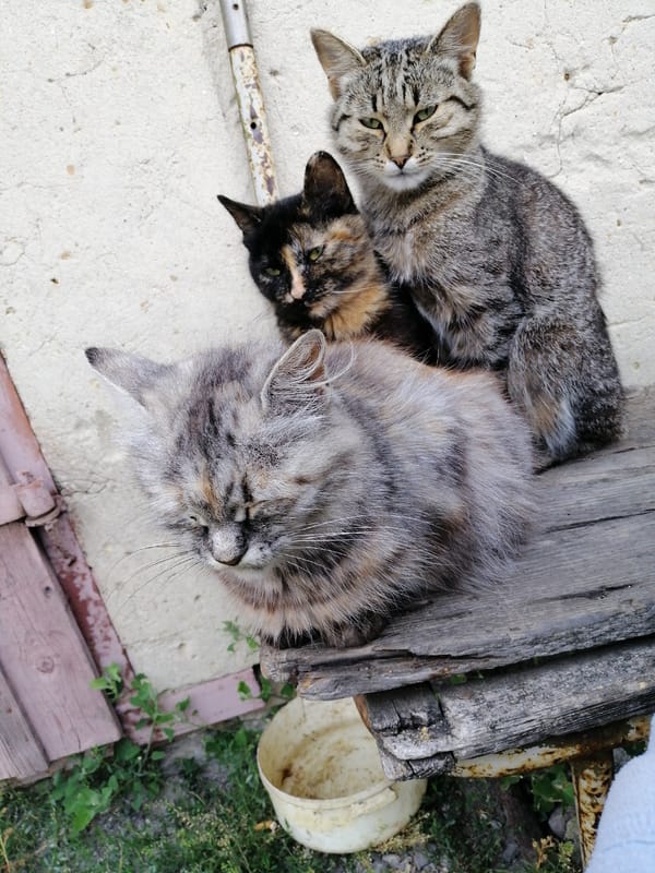 Cats lounging on a rustic bench in Lanivtsi, Ukraine
