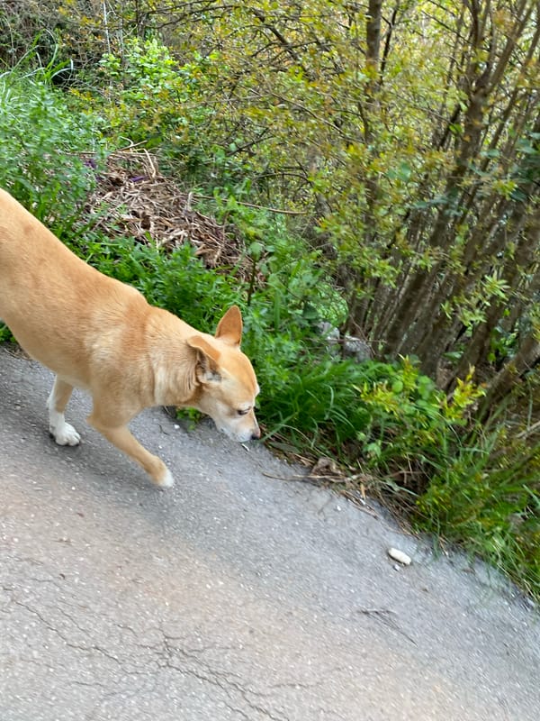 Dog spotted on sidewalk in wooded Budva area