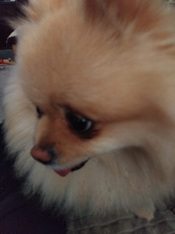 Pomeranian relaxing indoors in Apriltsi, Bulgaria