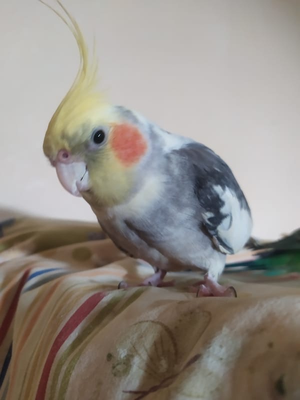 Cockatiel and budgie hanging out on a cage in Bilajari