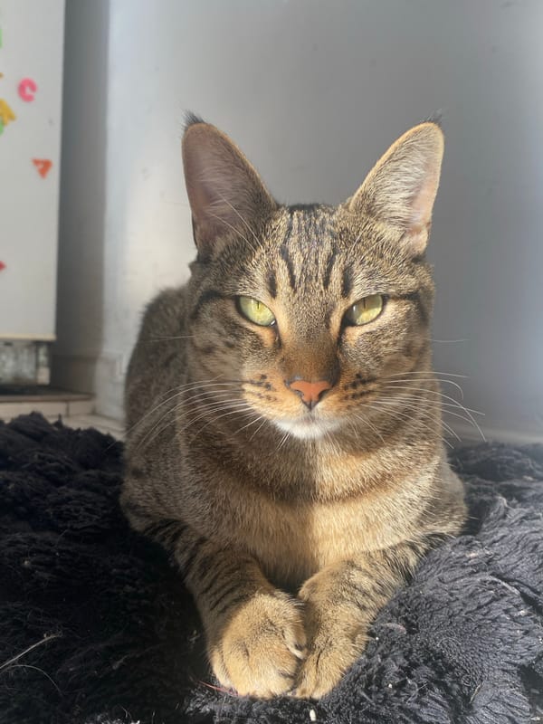 Tabby cat rests peacefully indoors in Wilde, Argentina