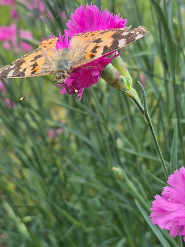 Injured butterfly spotted on pink snapdragons in Bulgarian village