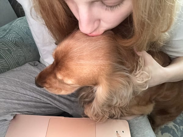Lazy afternoon with a golden dog, shot from every angle