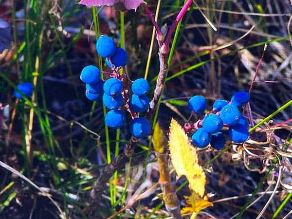 Close-up macro survey of wild and cultivated fruits, Keudebayu