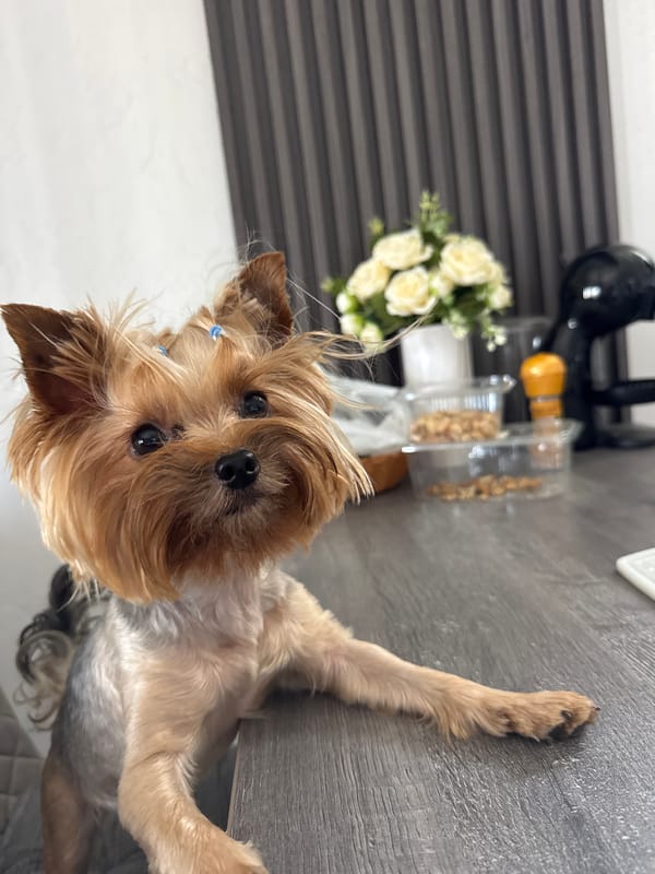 Yorkshire Terrier and coastal views from a Montenegrin hillside
