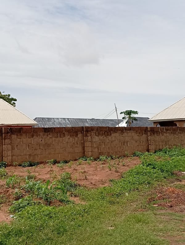 Rural Jalingo morning: farmland, livestock, and construction in progress