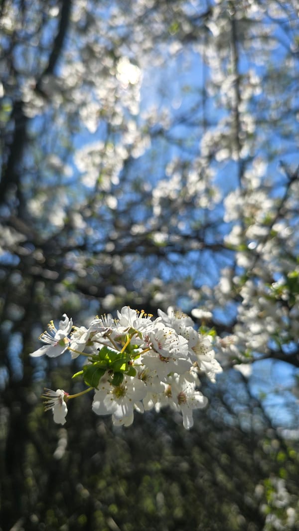 Spring blossoms photographed against blue sky in Izvorche, Bulgaria