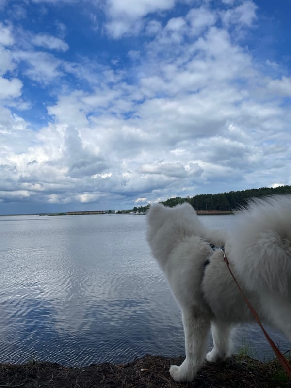 White dog explores waterfront near industrial crane