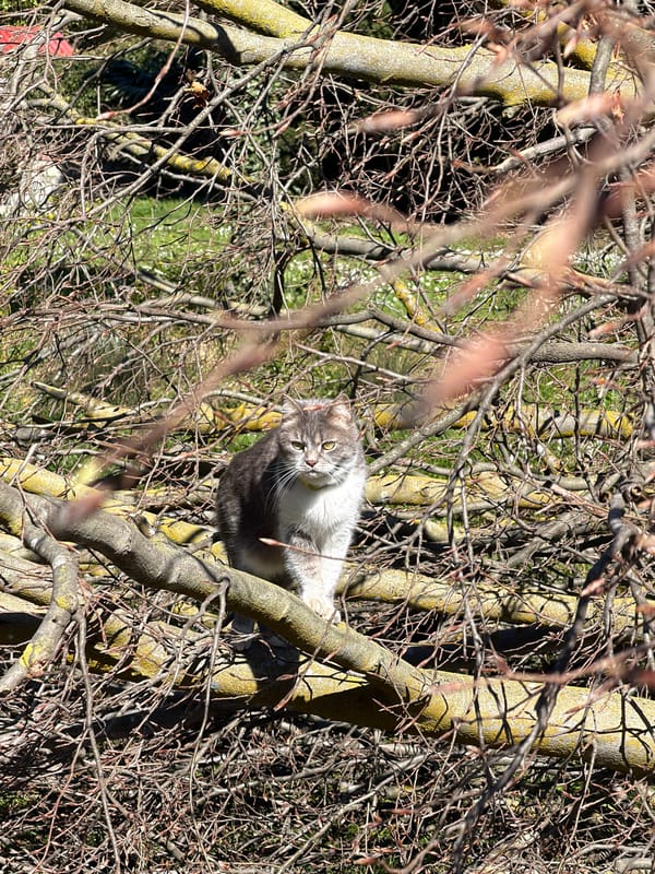 Domestic cat spotted grooming and climbing in Erba, Italy
