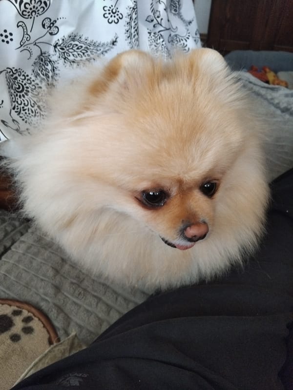 Pomeranian Dog Enjoys Quiet Afternoon Nap in Bulgarian Home