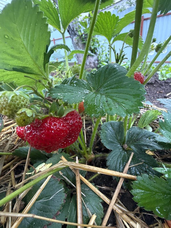 Garden blooms and indoor moments in Dmitrov