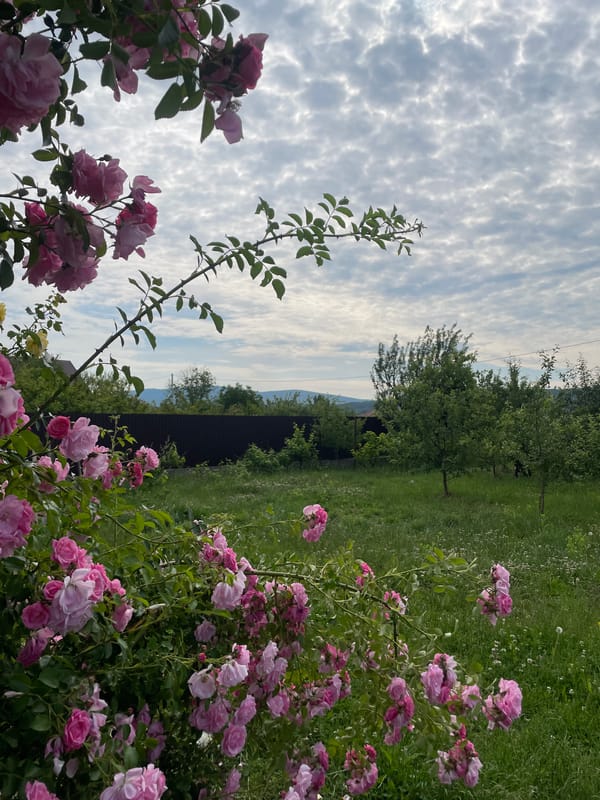 Morning life documented in rural Ukrainian village