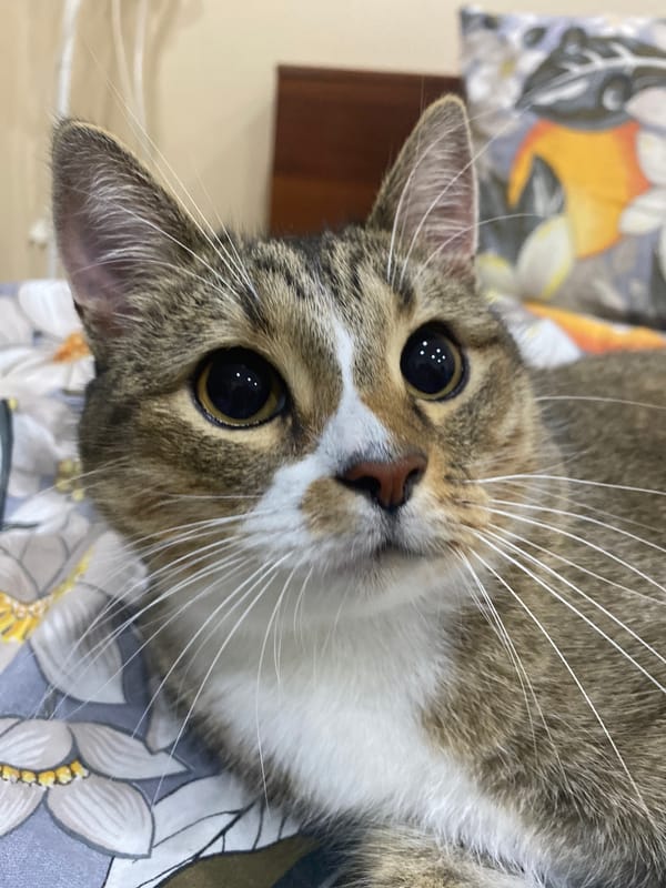 Tabby cat chills and plays at home in Novokuybyshevsk