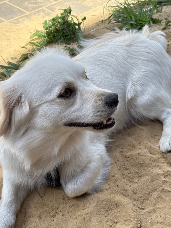 Lazy summer morning with a white dog, wildflowers, and strawberries