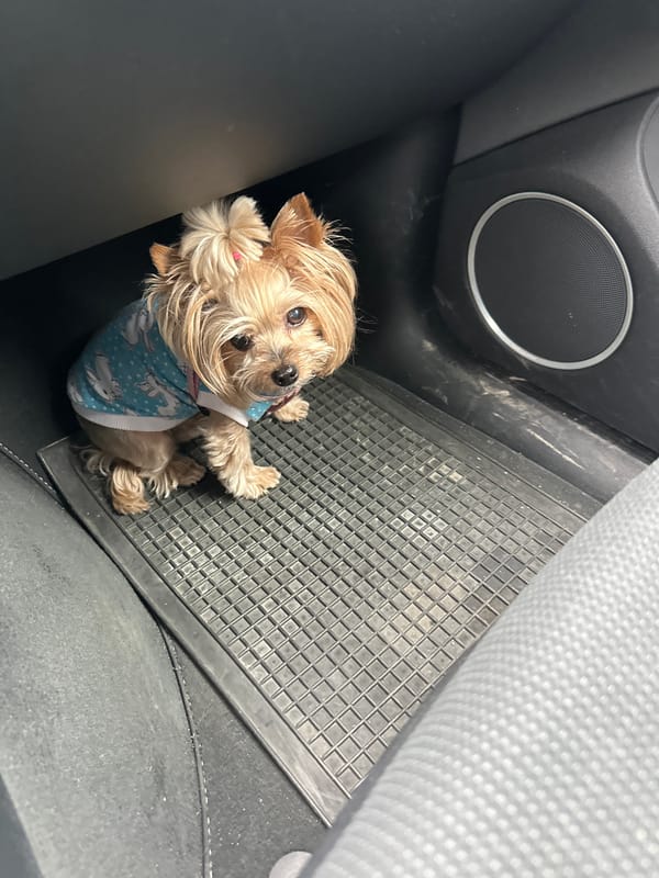 Dog in bunny-patterned shirt rests in vehicle footwell, Bulgaria