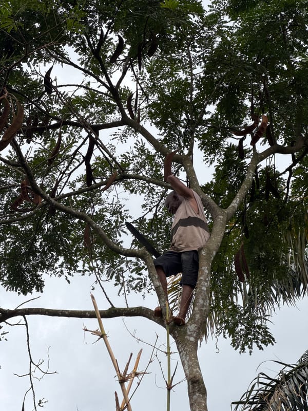 Man performs tree pruning work in Nigerian communities