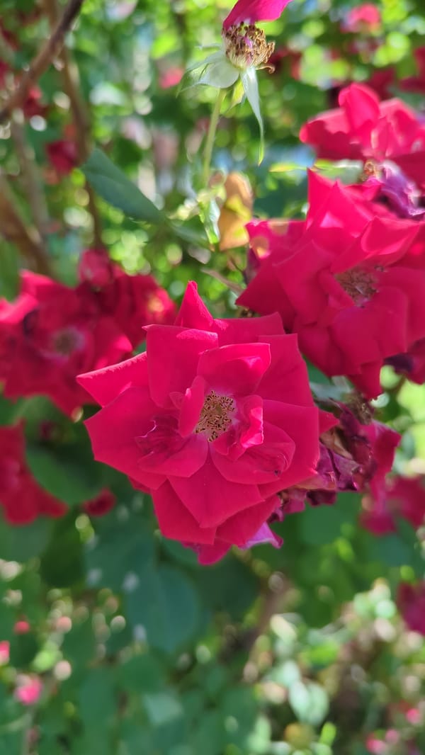 Montreal street crews and summer blooms on Canada Day