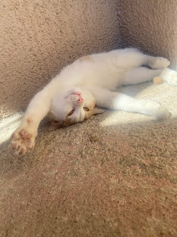 Kitten spotted resting on carpet and concrete in Gulyantsi