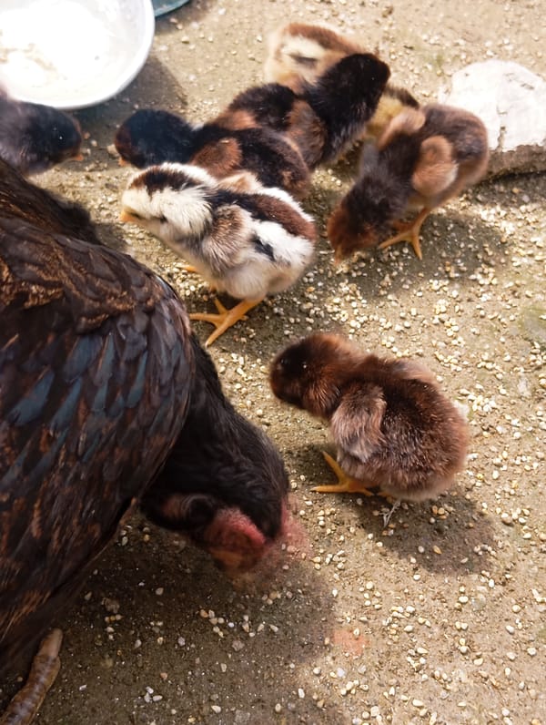 Rural morning scenes documented in Lassan, Pakistan village