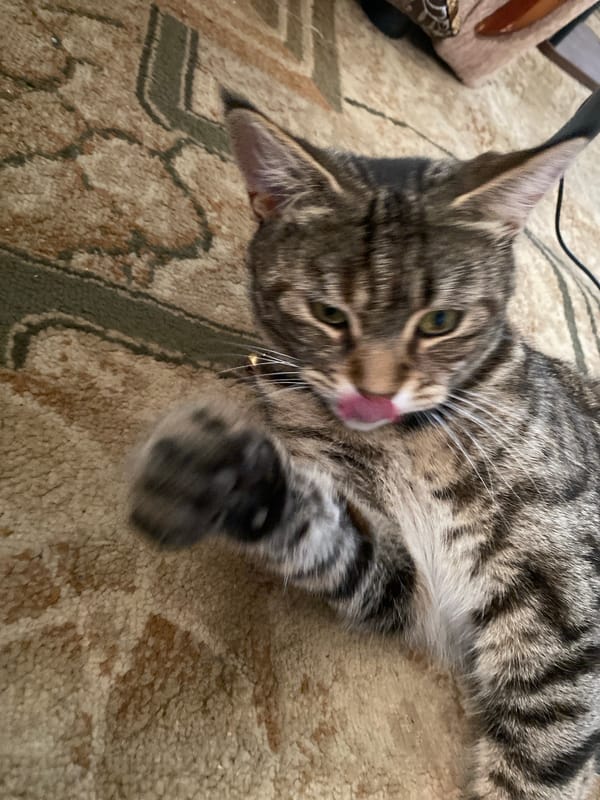 Tabby cat lounges and grooms on a carpet in Maykop