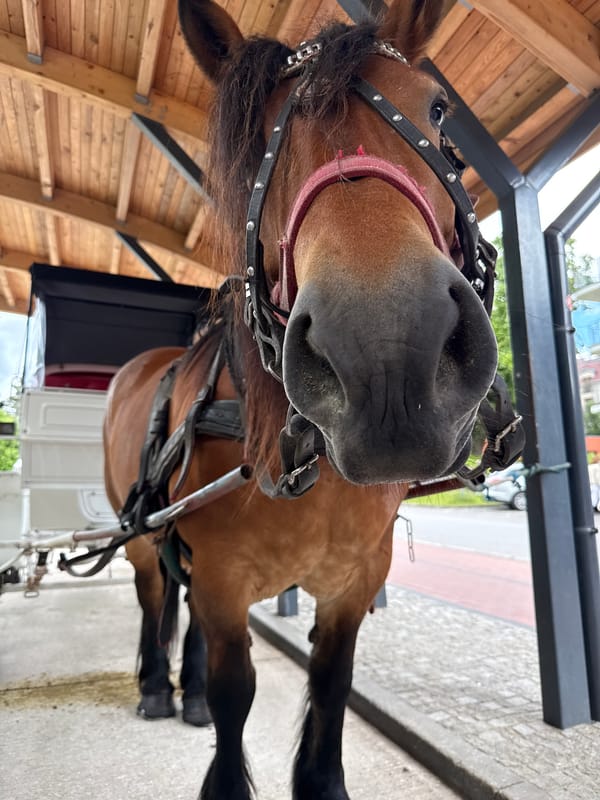 Horse and carriage interaction captured in Świnoujście, Poland