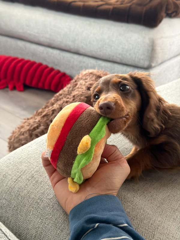 Fluffy dachshund puppy lounging on a couch in Montreal