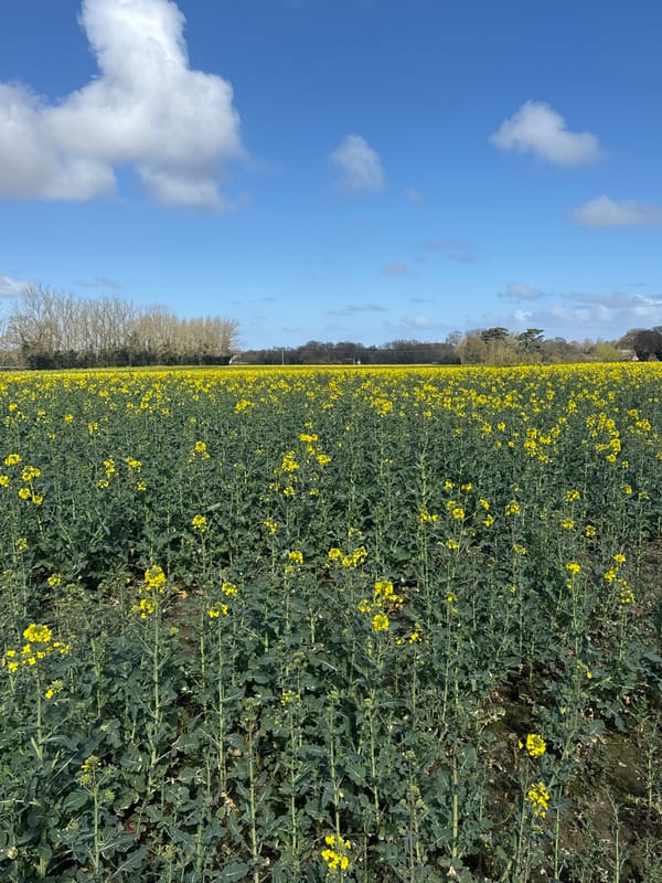 Rapeseed field blooms bright yellow near Great Yarmouth