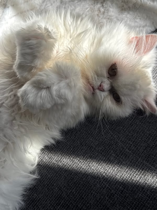 White Persian cat photographed resting on furniture in Burgas