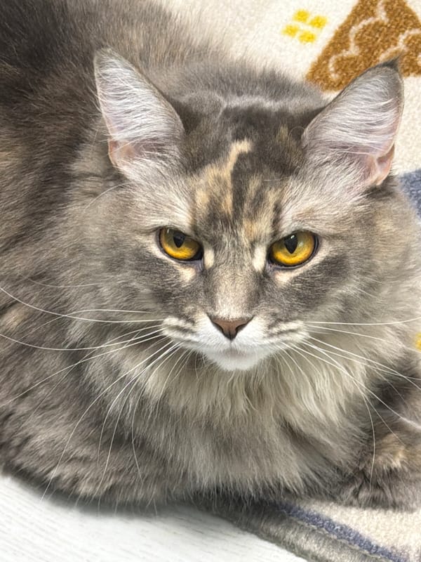 Grey tabby cat relaxing on a wooden floor, multiple angles