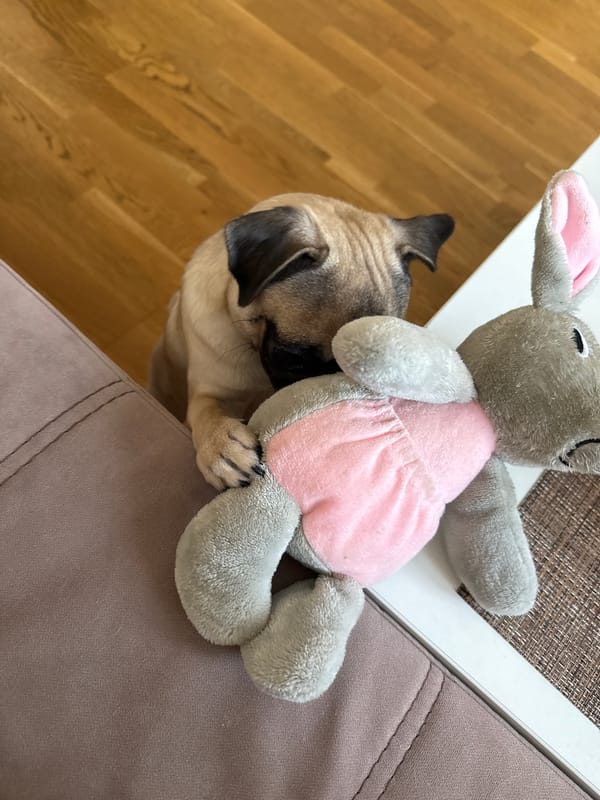 Pugs on a pink bed and a light breakfast at home