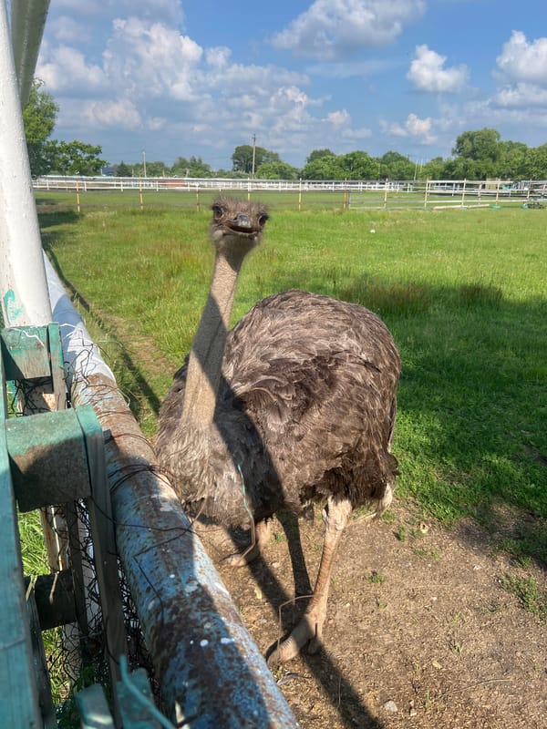 Up close with an ostrich at a Khabarovsk park enclosure