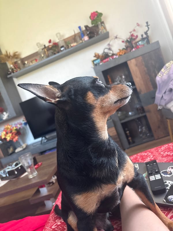 Small dog rests on red furniture in Bulgarian home