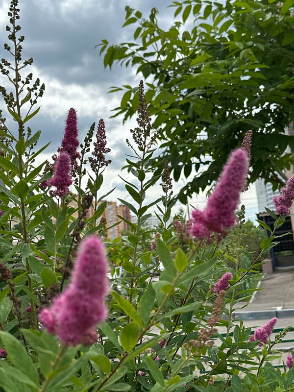 Summer morning in Podolsk: garden flowers, park life, breakfast