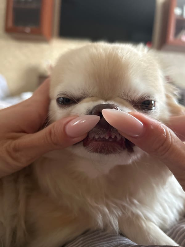 Lazy morning at home with a Chihuahua and some quirky decor