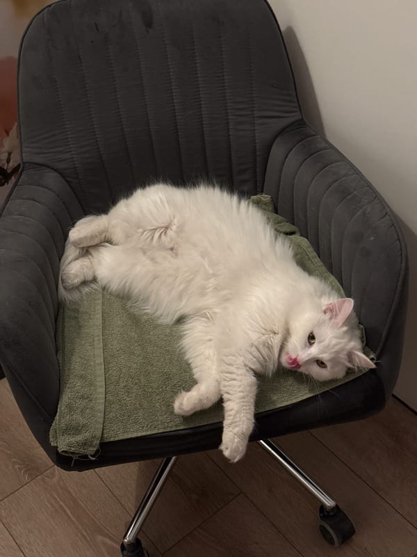 Woman documents quiet evening with two cats at home