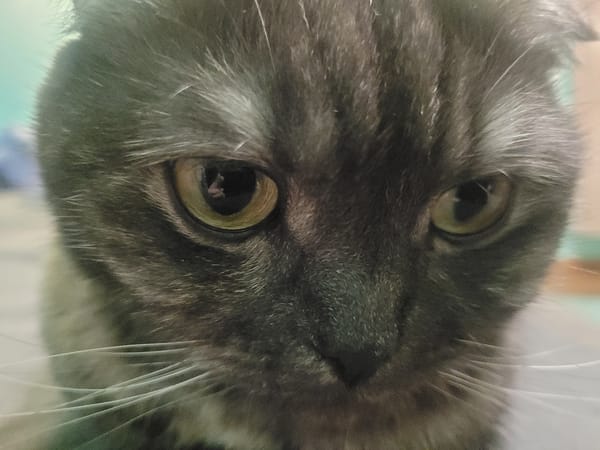 Gray cat photographed in close-up shots in Izhevsk