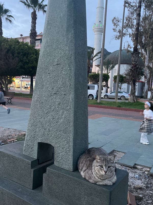 Gray tabby cat spotted at monuments in Alanya, Turkey