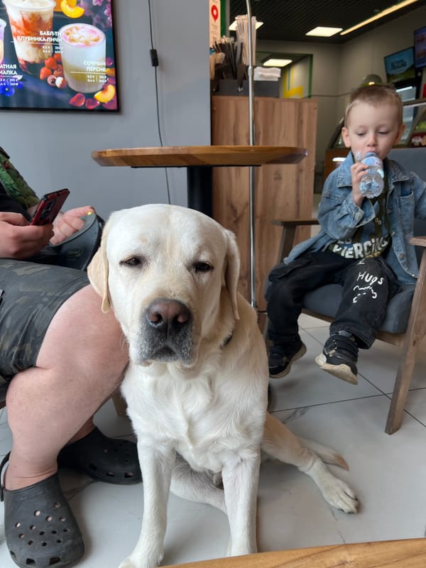 Morning playground visit with child and Labrador in Mytishchi