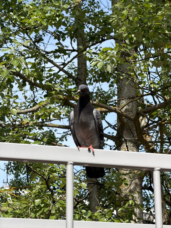 Birds spotted in separate Tokkari locations within minutes