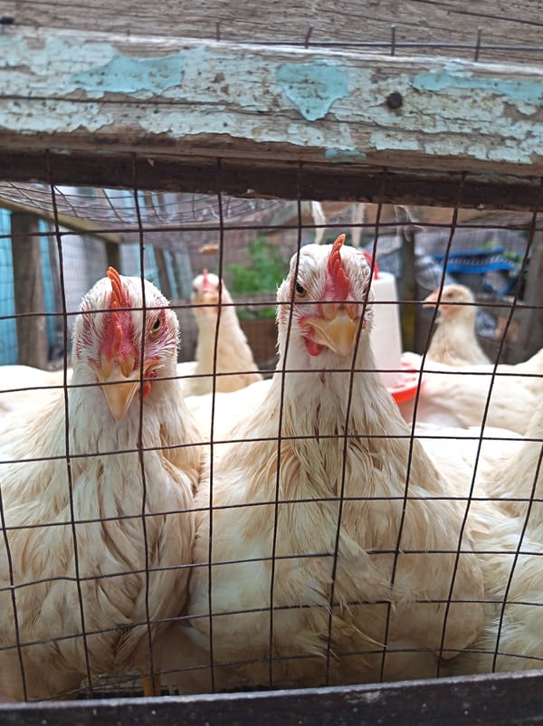White chickens behind wire mesh, seen up close