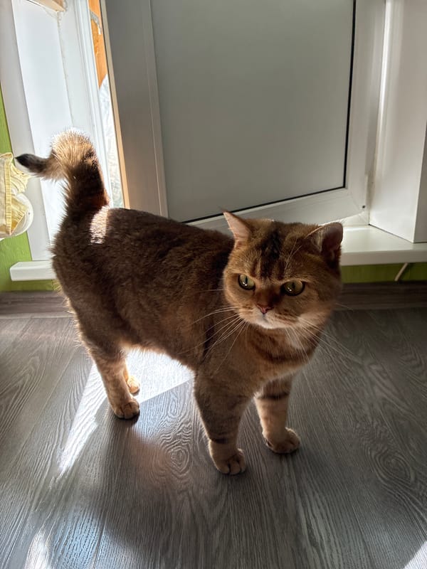 Golden-brown cat observed on wooden floor in Moscow