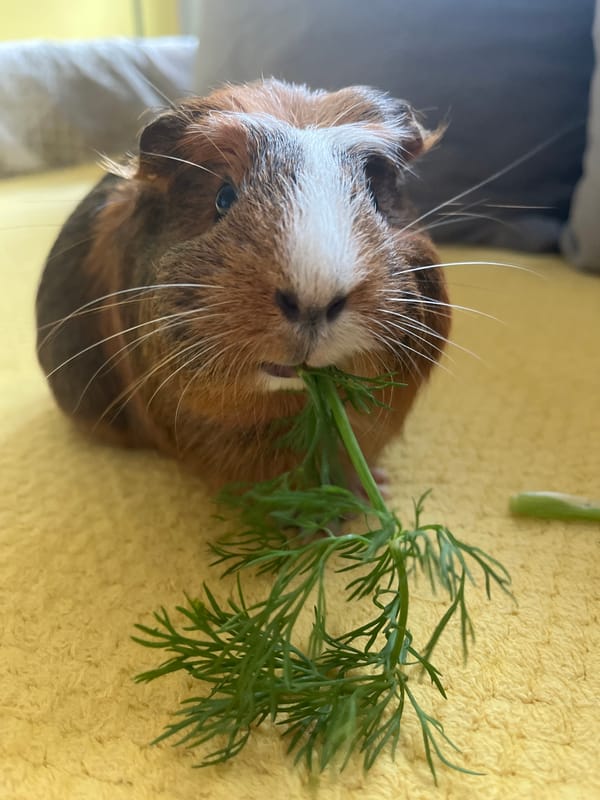 Guinea pig snack session: dill, lettuce, and cucumber