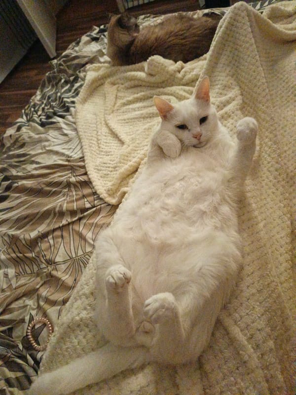 Cats captured relaxing on bed in Sevastopol home