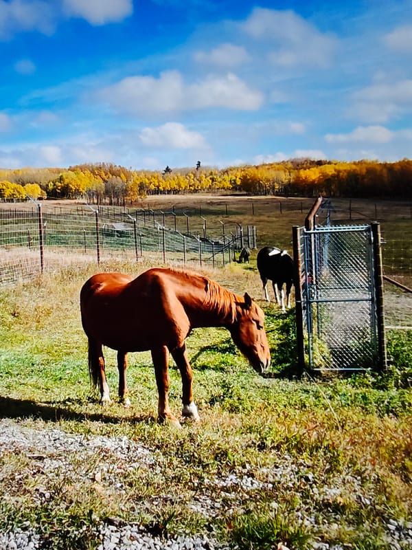 Wolves in enclosures, bighorn sheep on the highway, Rockies in autumn