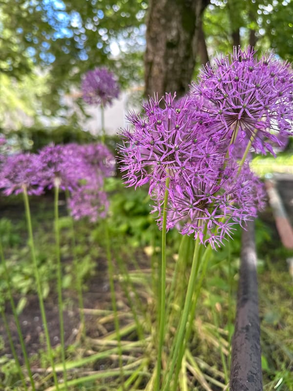 Spring flowers and commercial district documented in Stavropol