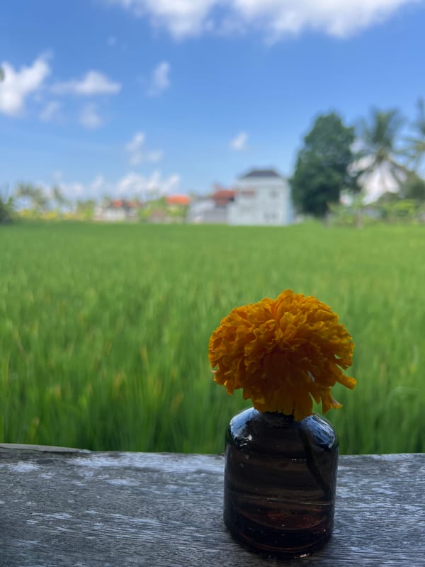 Rice paddy cafe breakfast in Ubud Indonesia