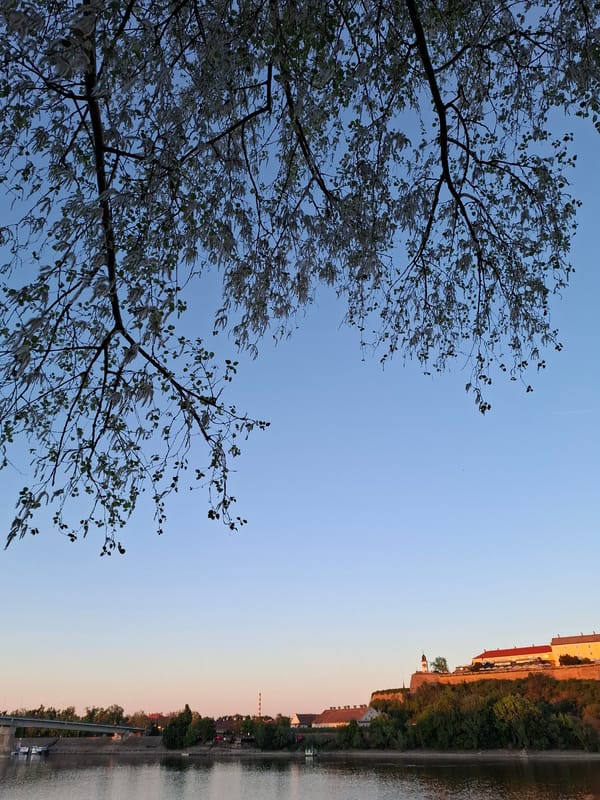 Sunset and tree scenes captured in Novi Sad, Serbia