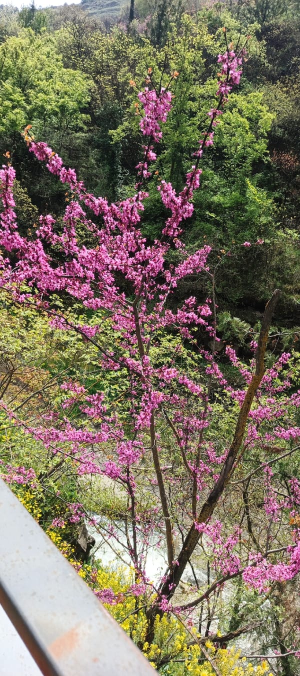 Spring bloom documented across Tbilisi gardens and parks