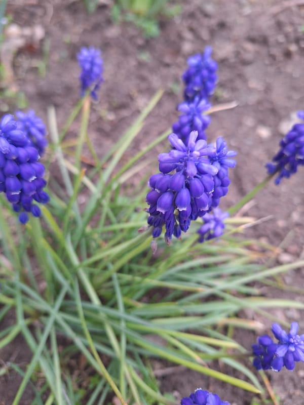 Spring flowers bloom across Blagoevgrad streets and gardens